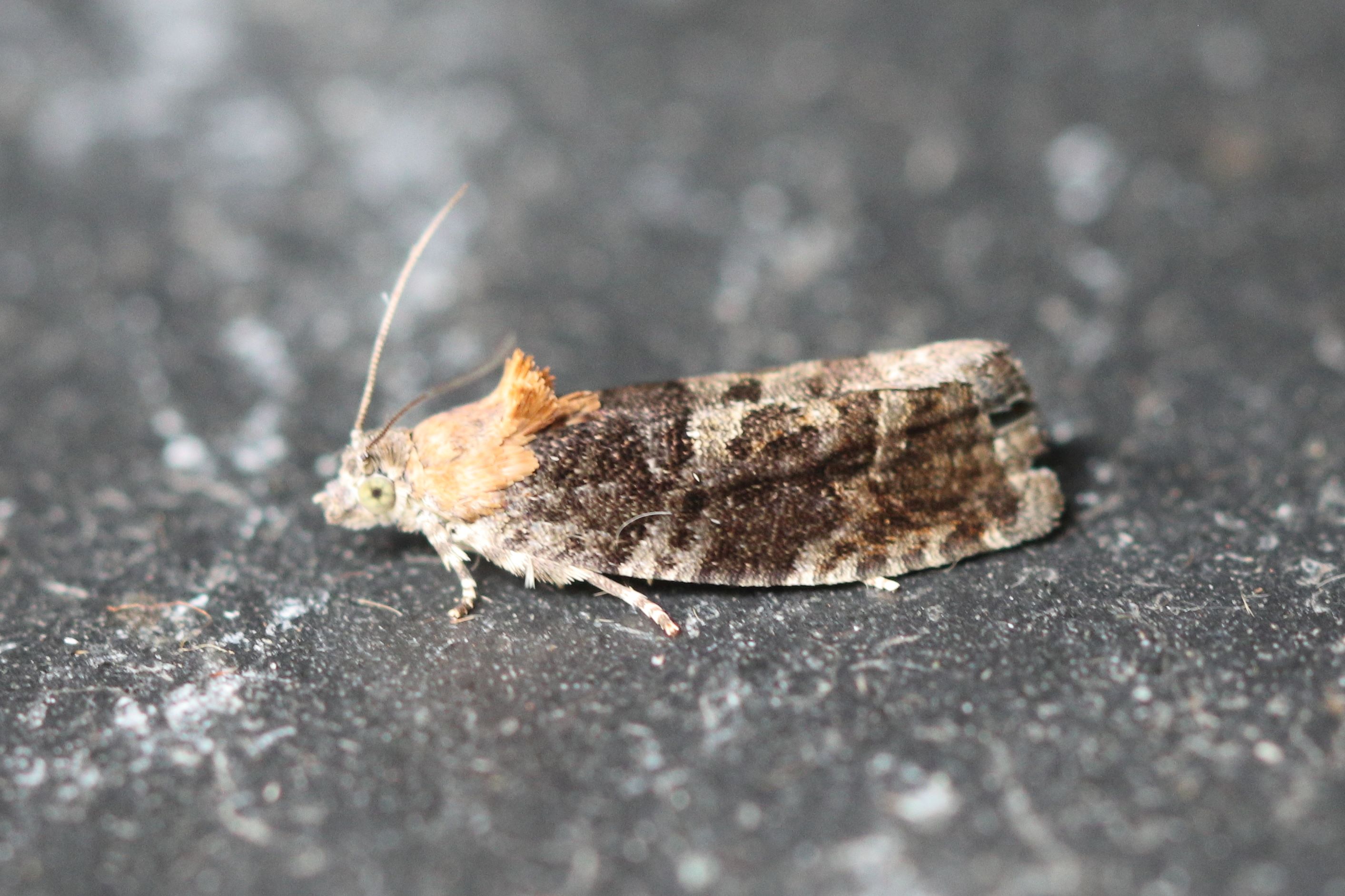 Photo of Diamond-back Marble (Eudemis profundana)